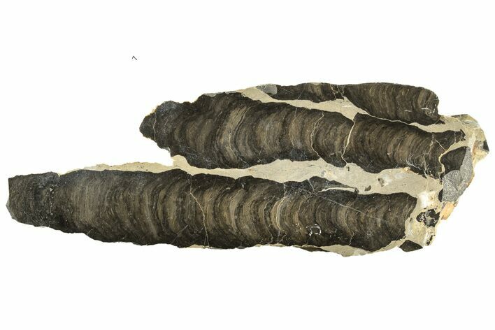 Polished Stromatolite (Boxonia) From Australia - Million Years #243157